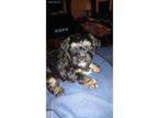 Shorkie Tzu Puppy for sale in Ephrata, PA, USA