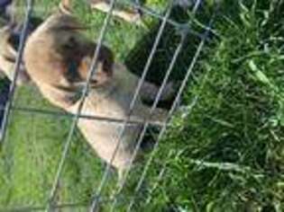 Anatolian Shepherd Puppy for sale in Madison, IN, USA