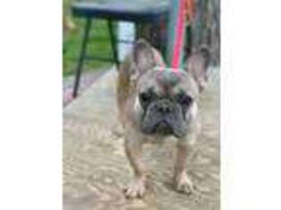 French Bulldog Puppy for sale in Chester, VA, USA