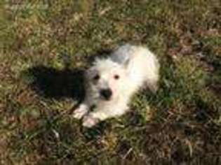 West Highland White Terrier Puppy for sale in Berlin, NJ, USA