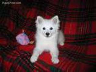 American Eskimo Dog Puppy for sale in Oroville, CA, USA
