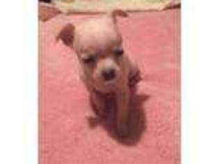 Chihuahua Puppy for sale in Gulf Shores, AL, USA