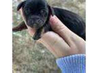 Dachshund Puppy for sale in Axton, VA, USA