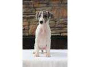 Whippet Puppy for sale in Clermont, GA, USA