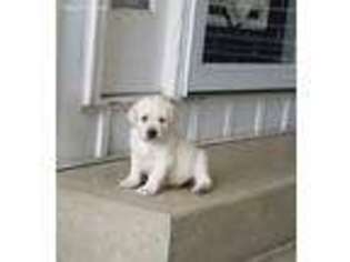 Labrador Retriever Puppy for sale in Woodburn, IN, USA