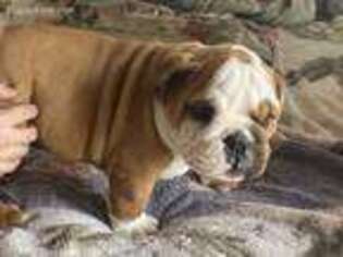Bulldog Puppy for sale in Peebles, OH, USA