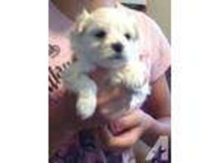 Maltese Puppy for sale in OZARK, MO, USA