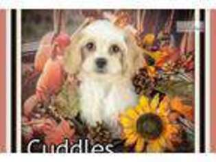 Cavachon Puppy for sale in Canton, OH, USA