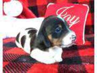Dachshund Puppy for sale in Helotes, TX, USA