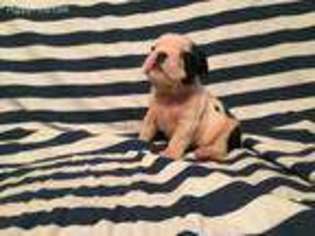Bulldog Puppy for sale in Columbiaville, MI, USA
