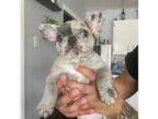 French Bulldog Puppy for sale in Sunnyvale, CA, USA