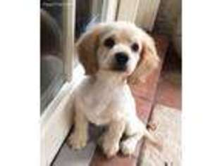 Cocker Spaniel Puppy for sale in Pinetop, AZ, USA
