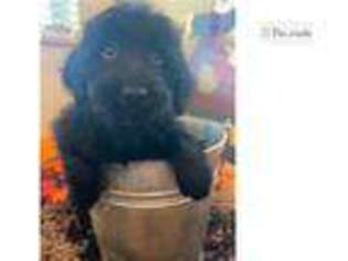 Labradoodle Puppy for sale in Orem, UT, USA