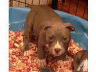 American Pit Bull Terrier Puppy for sale in COLONIAL HEIGHTS, VA, USA