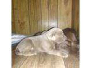 Labrador Retriever Puppy for sale in Hamilton, MS, USA