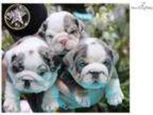 Bulldog Puppy for sale in Grand Forks, ND, USA