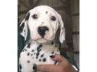 Dalmatian Puppy for sale in CINCINNATI, OH, USA