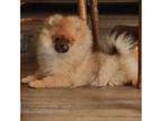 Pomeranian Puppy for sale in Goose Creek, SC, USA