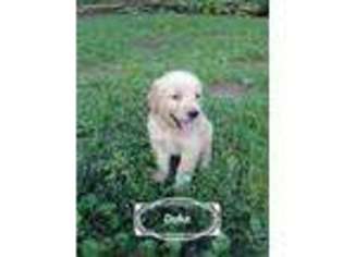 Golden Retriever Puppy for sale in Ray, OH, USA
