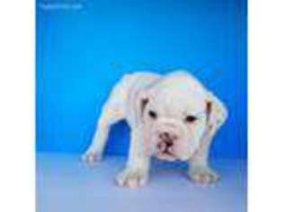 Bulldog Puppy for sale in Thousand Oaks, CA, USA