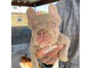 French Bulldog Puppy for sale in Cranfills Gap, TX, USA