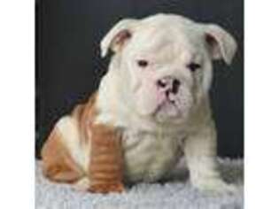 Bulldog Puppy for sale in Dallas, TX, USA