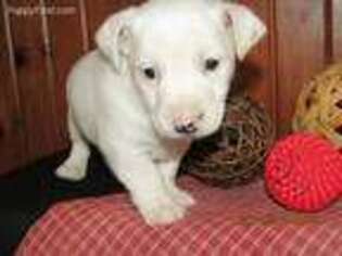 Jack Russell Terrier Puppy for sale in Holmesville, OH, USA