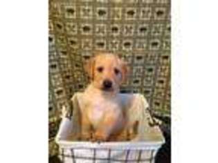 Labrador Retriever Puppy for sale in Whiteville, TN, USA