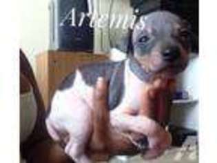 American Hairless Terrier Puppy for sale in LAUREL, MD, USA