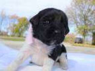 Labradoodle Puppy for sale in Britton, MI, USA