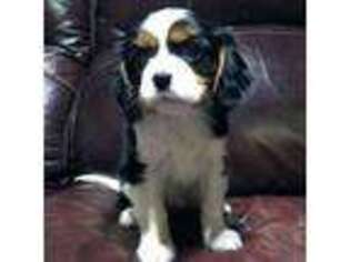 Cavalier King Charles Spaniel Puppy for sale in Rockwall, TX, USA