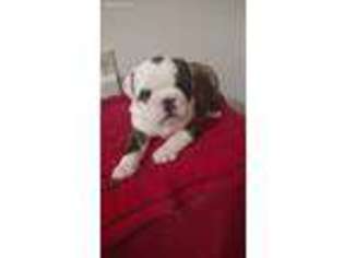 Bulldog Puppy for sale in Mooresville, IN, USA