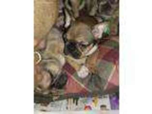 French Bulldog Puppy for sale in Antigo, WI, USA