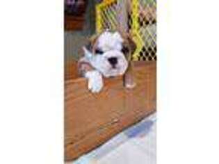 Bulldog Puppy for sale in Columbia, MO, USA