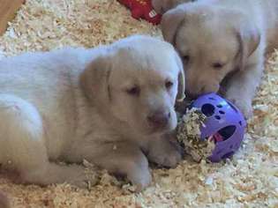 Labrador Retriever Puppy for sale in PITTSFIELD, NH, USA