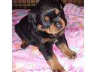 Rottweiler Puppy for sale in Zanesville, OH, USA