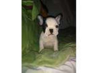 French Bulldog Puppy for sale in Bremen, OH, USA