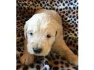 Goldendoodle Puppy for sale in Marlow, OK, USA