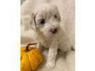 Goldendoodle Puppy for sale in Colgate, WI, USA