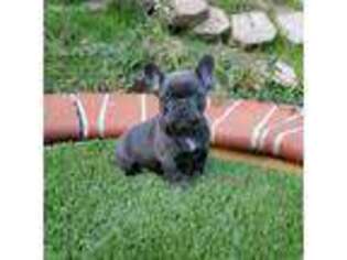 French Bulldog Puppy for sale in Chatsworth, CA, USA