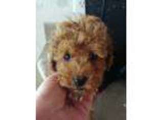 Goldendoodle Puppy for sale in Fox River Grove, IL, USA