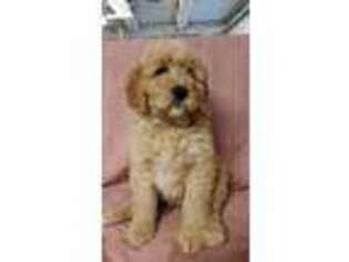Goldendoodle Puppy for sale in Cato, NY, USA