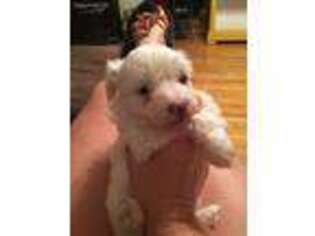 Maltese Puppy for sale in Athens, TN, USA
