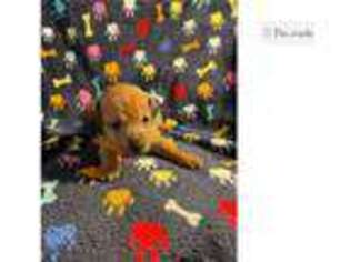 Dachshund Puppy for sale in Tyler, TX, USA