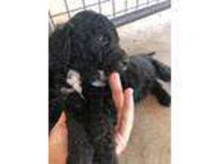 Labradoodle Puppy for sale in Valley Springs, CA, USA