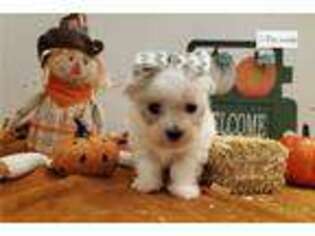 Maltese Puppy for sale in Fayetteville, AR, USA
