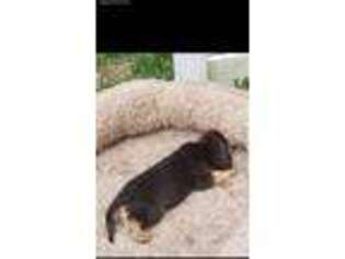 Bloodhound Puppy for sale in Fredericksburg, VA, USA