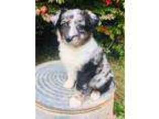 Australian Shepherd Puppy for sale in Gaffney, SC, USA
