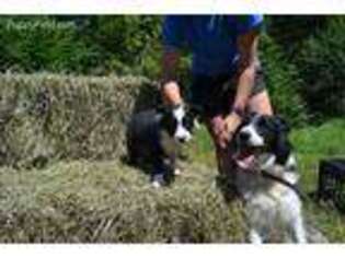 Border Collie Puppy for sale in Mansfield, PA, USA