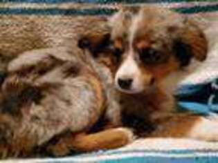 Miniature Australian Shepherd Puppy for sale in Calamus, IA, USA